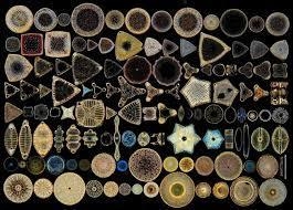 DIATOM